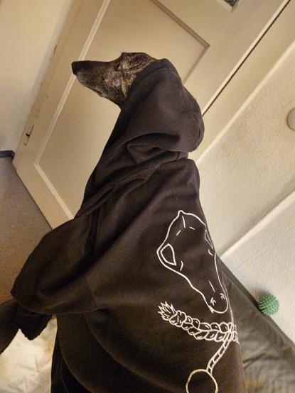 Sloughi Sarai standing on the sofa, looking into nowhere, the pullover already on top of her.