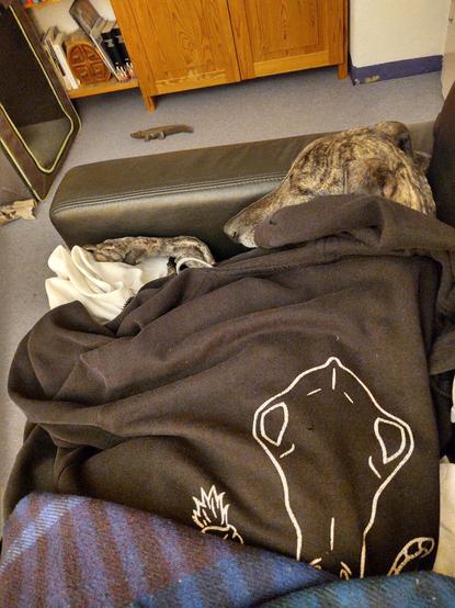 Cozy Sloughi Sarai sleeping nicely, all cuddled up in the pullover.