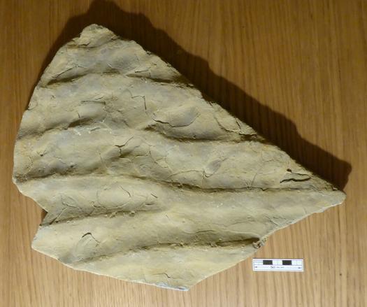 A roughly triangular slab of ripple marked mudstone with a maximum dimention of about 375mm and a scale bar to indicate it's size, on a wooden table top.