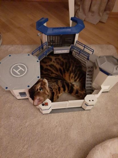 Fellwurst the Bengal cat lying in a Playmobil toy police station.
The station is roughly pentagonal, one corner has a tower with prison cells, the other a helipad, the third some other room, maybe staffroom or sth, the other two corners are smaller and hold a gate.
Fellwurst is curled up in that pentagon, head lying partly on one of the gate posts