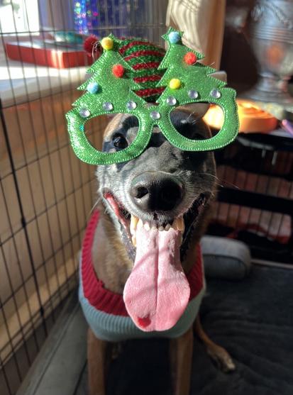 Belgian Malinois wearing holiday classes.  The Malinois looks like a silly elf