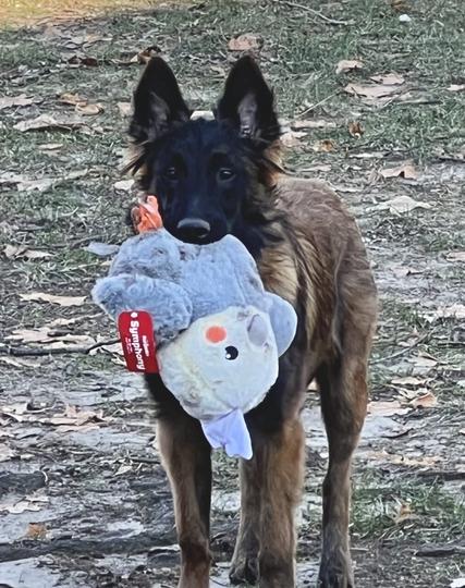 Belgian Tervuren holding a large toy