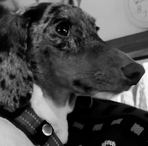 Dachshund