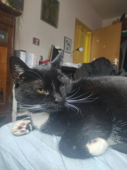 Schwarzer Kater mit weißem Latz und weißen Pfoten auf Bett. Verpeilt und verschlafen