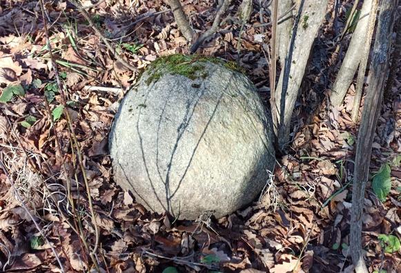 Photograph of round shaped stone in the forest.