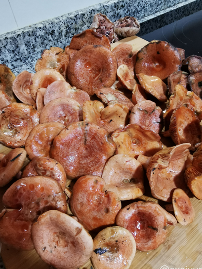 Bolets