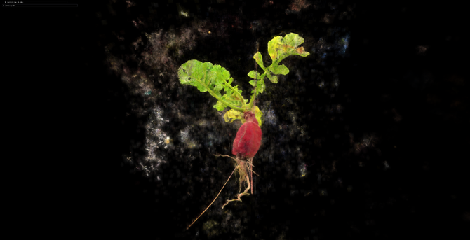 an image of a small red radish, roots and leaves intact floating in front of a dark background with Neural Radiance Field artifacts across the image.