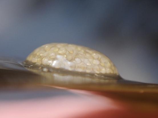 A close up of a flat brown seaweed blade. On top sits a transparent gelatinous dome. The dome is packed tightly with very tiny periwinkle shells.