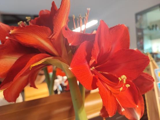 Eine blühende rote Amaryllis