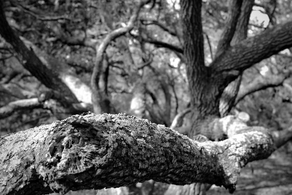 A twisted tree viewed from the perspective of one of its limbs reaching out from the trunk.