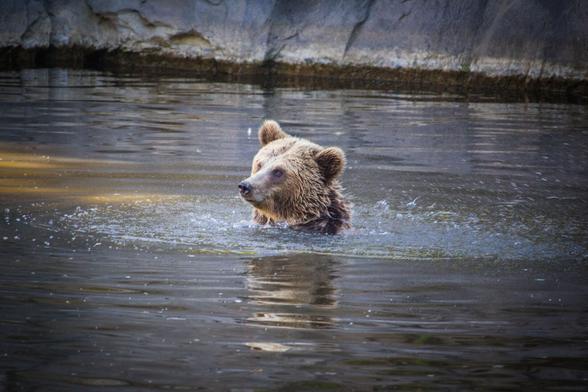 A photo of a bear bathing in a pond. Its head is outside of the water and the bear looks like its about to shake the water out of its fur in a moment.