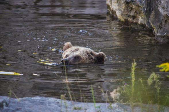 A photo of a bear swimming in a pond. You can only see the upper part of its head, that is its nose, eyes and fluffy ears.