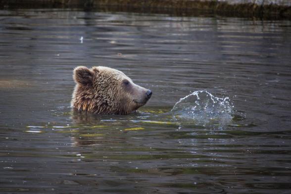 A photo of a bear bathing in a pond. The photo shows the bears side profile. Its head is completely out of the water and the bear seems to be splashing some water as there is a tiny fountain right next to it.
