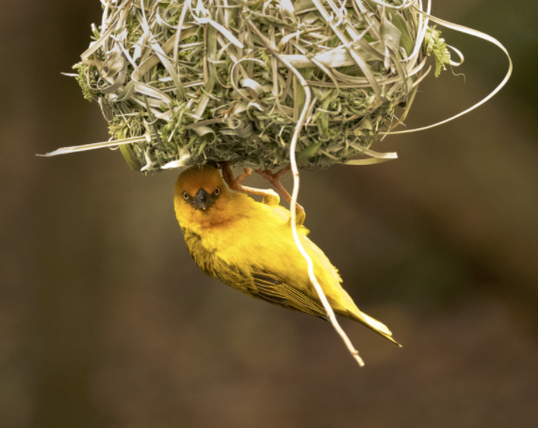 Cape Weaver at the Birds of Eden  aviary for rescued birds