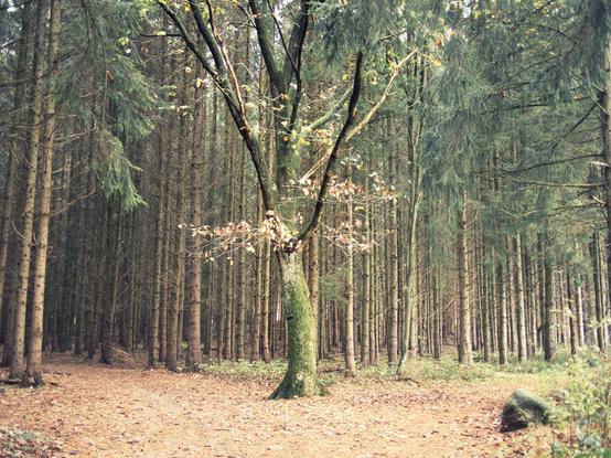 A broadleaf tree stands at a parting of the way in the midst of a forrest of densly standing trunks of needle beam and looks quite alien against this background.
