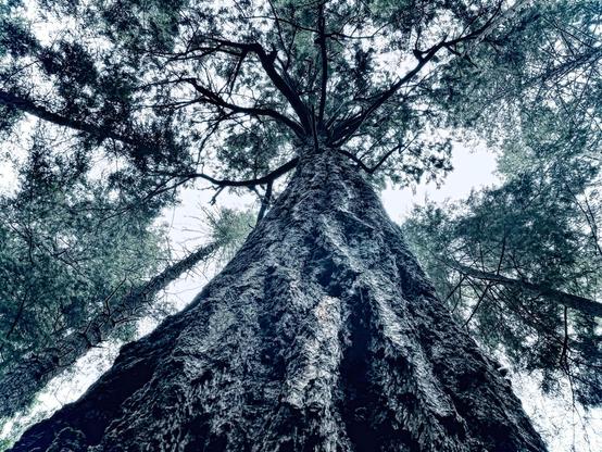 Large Douglas fir trunk and crown viewed from below