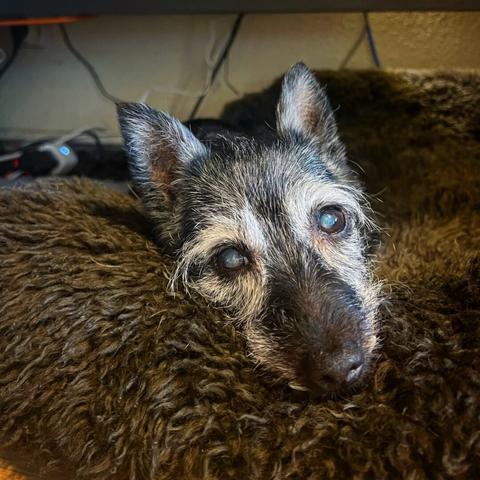 Old small dog on a brown fluffy blanket. The dog has black fur but is all grey in the face and looking at the camera.