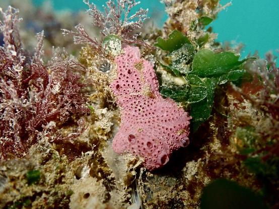 Underwater- a pink blob covered in holes (a sea squirt) sits in amongst red, green and beige seaweeds and hydroids