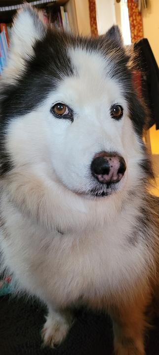 Photo shows a white-faced husky with brown eyes, in close-up, giving side-eye.