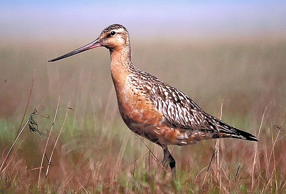 Pfuhlschnepfe (Limosa lapponica). Schlanker rotbrauner Vogel mit geflecktem Gefieder, langer Schnabel und lange Beine.