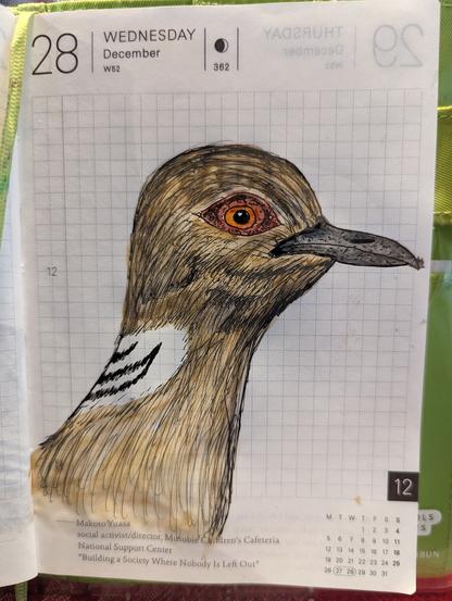 European turtle dove ink and watercolor