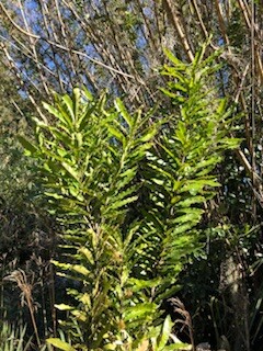 Branches of macadamia, with leaves that are green with prickly margins, illuminated by sunlight, with bamboo canes in background.