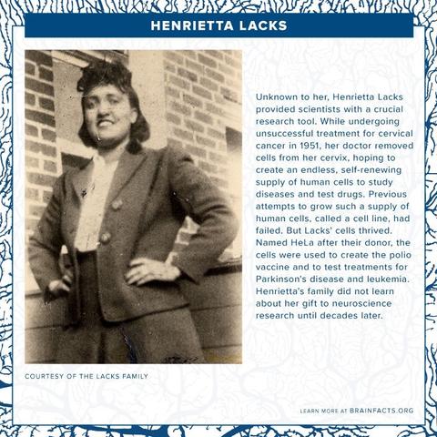 HENRIETTA LACKS Unknown to her, Henrietta Lacks provided scientists with a crucial research tool. While undergoing unsuccessful treatment for cervical cancer in 1951. her doctor removed cells from her cervix, hoping to create an endless, self-renewing supply of human cells to study diseases and test drugs. Previous attempts to grow such a supply of human cells, called a cell line, had failed. But Lacks' cells thrived. Named HeLa after their donor, the cells were used to create the polio vaccine and to test treatments for Parkinson's disease and leukemia. Henrietta's family did not learn about her gift to neuroscience research until decades later. COURTESY OF THE LACKS FAMILY LEARN MORE AT BRAINFACTS.ORG