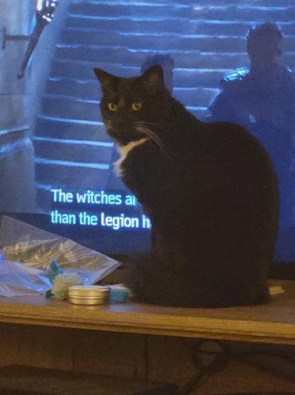 A long haired black and white tuxedo cat (Merlin) sitting upright on a tv stand in front of a television which is on. A dark background and what looks like a dungeon-y staircase can be seen in the screen. The closed captions are on and the words “wizards” and “legions” are mentioned. Merlin is looking straight out at whoever is watching tv.