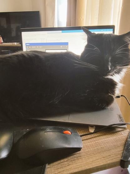 Merlin lying asleep across the keyboard of a laptop. An open message window can be seen outlined behind him.
