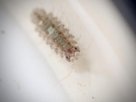 Underwater - A segmented, woodlouse-looking animal looks up at the camera. It is brown with a green stripe running the length of its back.