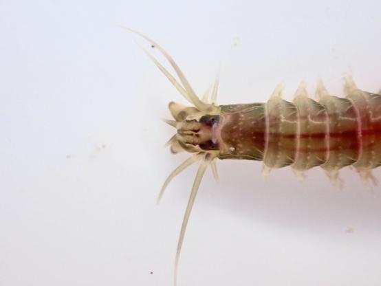 Underwater - looking down on the head end of a segmented worm. It has several head appendages and dark patches over it’s eyes. It is browny green in colour with red lines running the length of its back.