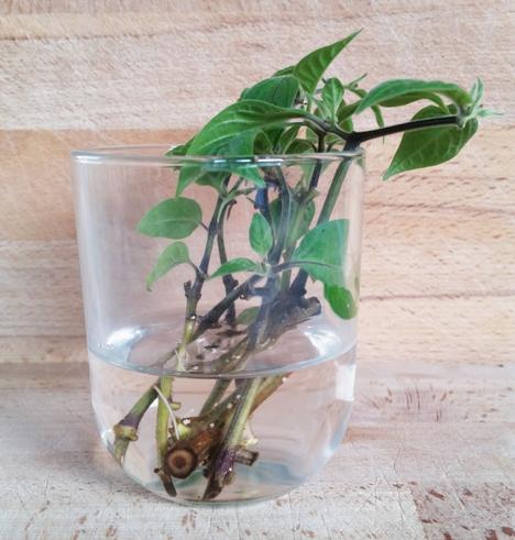 Stecklinge von Baum-Chilli (Capsicum pubescens 'Rojo') in Wasserglas, erste Wurzeln sind erkennbar