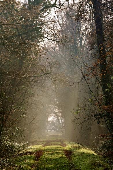 Green path in a thick forest. Fall/ winter scene, some fog in the air.