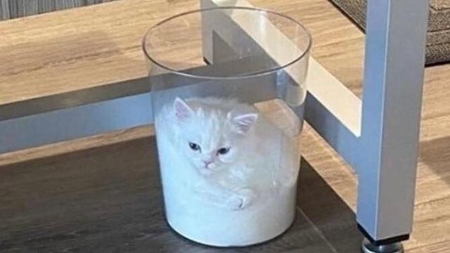 Pure white cat rests on the bottom of a clear plastic waste paper basket, making it look like a half-filled glass of milk.