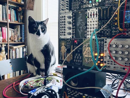 A tuxedo cat sitting to the left of a modular synthesizer. A shelf full of books in the background