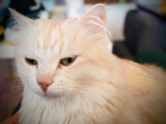 A light-coloured Siberian cat looking to the side of the camera