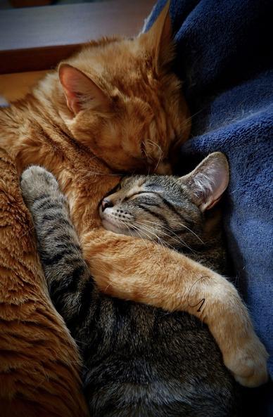An bigger orange tabby and a smaller grey tabby cuddle each other and fall asleep in a blue velvet blanket on a wooden chair. The orange cat has his arm around the smaller tabby’s shoulder and the grey cat has a big smile on her face as she tugs herself into the orange cat with her left paw.