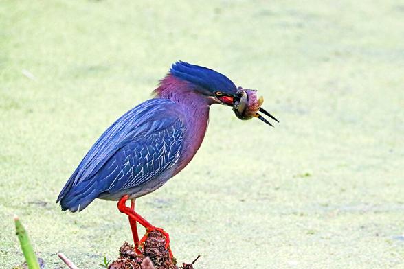 The juvenile Green Heron is a dark, stocky bird hunched on slender orange/yellow legs usually at the water’s edge, often hidden behind a tangle of leaves, except in this image where it has just landed on a dead tree stump with it's freshly caught fish that is wrapped around it's beak. The bright orange legs are the color in breeding season.Seen up close, it is a striking bird with a velvet-green back, rich chestnut body, and a dark cap often raised into a short crest. These small herons crouch patiently to surprise fish with a snatch of their daggerlike bill.