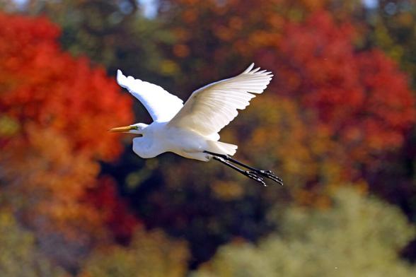 The Great Egret is a dazzling sight dressed all in white and set against the colourful red and gold background as it flies past a fall forest. A tall, stately white wader of quiet waters it takes flight when disturbed. The Grand River at Wilson's Flats Elora/Inverhaugh Ontario has been known to host the odd Egret and I was thrilled to see it in flight.