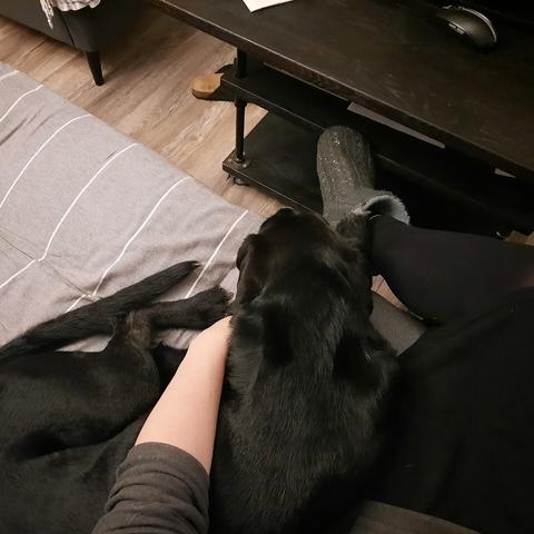 Gari, unser schwarzer Mischlingshund, liegt an mich angekuschelt auf dem Sofa. Von mir sind ein übergeschlagenes Bein und ein Arm zu sehen, ich trage graue Hausschuhe/-stiefel, schwarze Leggings, schwarzen Rock und einen grauen Fleecepullover.