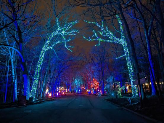 Tall trees in the winter with no leaves decorated with blue and green holiday lights.
