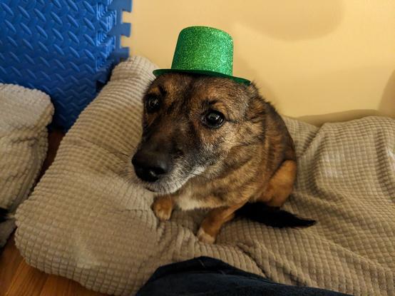 Brown and white pup Oppy wearing a dashing glittery green hat