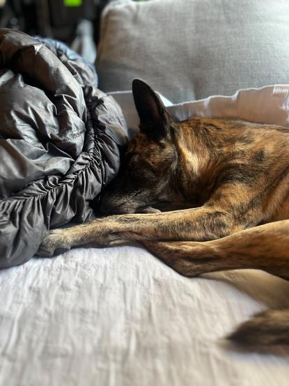 A portrait of a brindle dog asleep on her side, her pointy ears up, and her nose resting on a pile of her front and back paws. She’s laying on a grey sofa on a white blanket, in a nest of her own arrangement of blankets and pillows.
