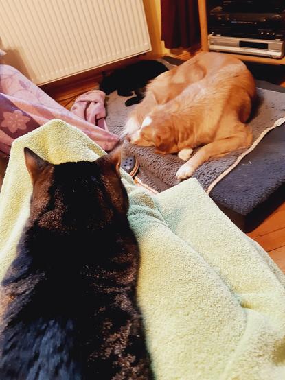 Im Vordergrund ist der Rücken eines grauschwarzgetiegerten Katers zu sehen. Im Hintergrund liegen auf einer grauen Matratze ein schwarzer Kater und eine orange farbene Hündin und schlafen.