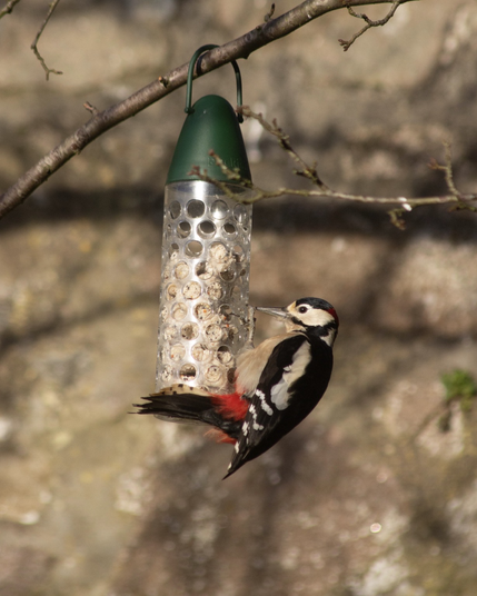 A great spotted woodpecker eating out the side of a clear plastic fatball bird feeder.