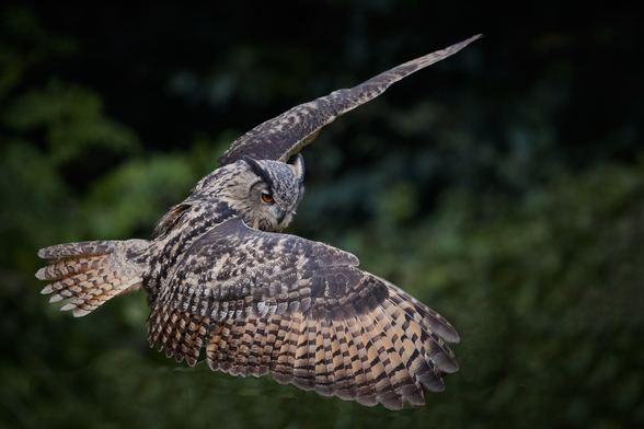 Eurasian Eagle Owl flying