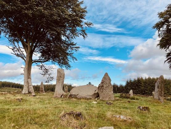 A fine blustery day, blue sky and scudding white clouds. To the left of the picture a beech tree, with the stones of a circle leading away from it. In the foreground the recumbent stone with its flankers, and in the distance the dark trees of a sitka plantation.