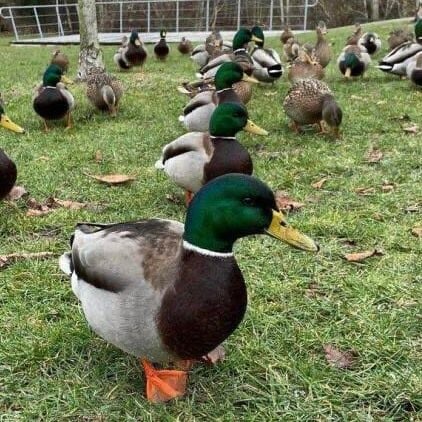 A large group of ducks on a grass field with about a half-dozen of them seeming to form a vertical line in the center of the frame.