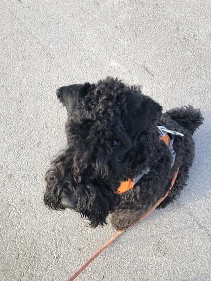 Bolle, mein Kerry Blue Terrier.