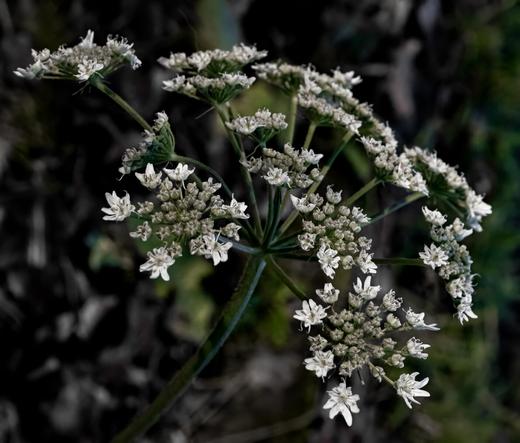 Common Hogweed flowering out of season in winter